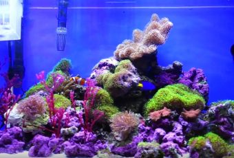 Best ro system for aquarium