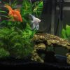 Best aquarium heaters