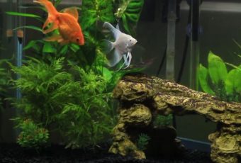 Best aquarium heaters