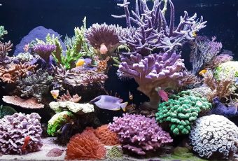 Best LED Lights for Reef Tank