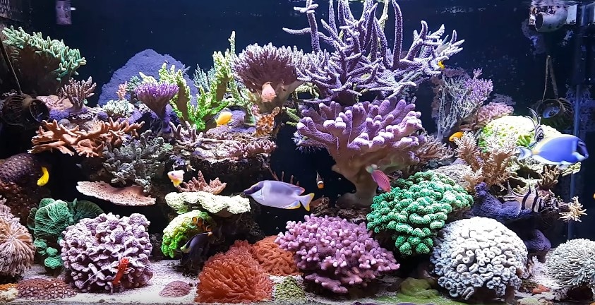 Best LED Lights for Reef Tank