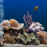 Best Canister Filters for Aquariums