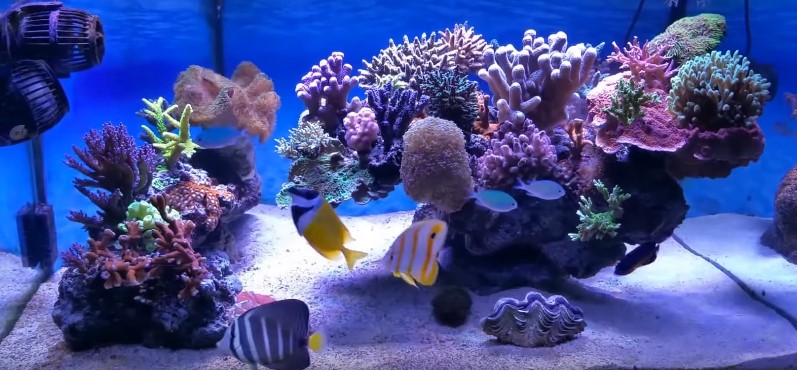 Heaters for types of aquarium