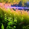 Best LED Lights for Planted Tank