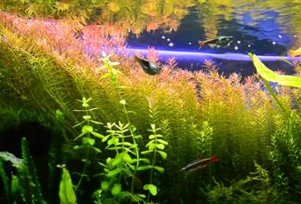 Best LED Lights for Planted Tank