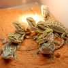 Best Bearded Dragon Substrate Reviews