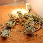 Best Bearded Dragon Substrate Reviews