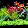 Best Planted Tank Substrate