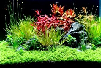 Best Planted Tank Substrate