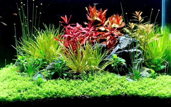 Best Planted Tank Substrate